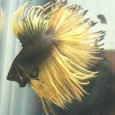 For other uses, see beta (disambiguation). Most Expensive Betta Fish In The World Google Search Pesce