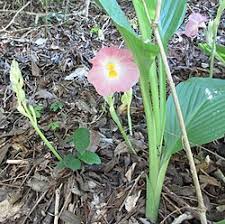 Image result for Siphonochilus kilimanensis