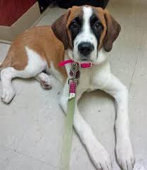 Maybe you would like to learn more about one of these? Puppies Cute Puppy Names Pictures Of Puppies More St Bernard Mix Saint Bernard Mixed Breed Dogs