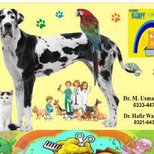 His warm and caring manners, as well as his success, has been highlighted in the endless 5 stars. Petcare Veterinary Clinic Veterinarian In Lahore