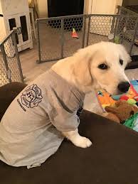 She is a certified cgc (canine good citizen) evaluator by the american kennel club and has served on the board of directors for the american humane association and rocket dog rescue. Firefighters From Berlin Nj Save Life Of Therapy Dog In Training