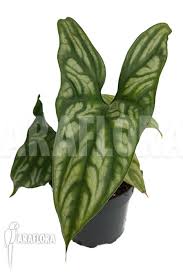 Image result for Cercestis