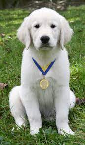 Apr 24, 2020 · the best food for your puppy depends on your puppy's size and breed. Akc S T A R Puppy American Kennel Club