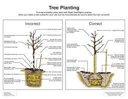 Proper Planting Is Critical For Tree Establishment Trees To Plant Tree Transplanting Plants