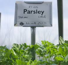 48 Hilarious Herb Puns Punstoppable