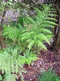 Image result for Pteris dentata