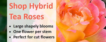 Miniature roses are very hardy plants, so don't worry about exposing your plant to mild frost while it is outside. How To Plant Grow And Care For Hybrid Tea Roses Jackson S Nurseries
