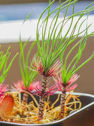 Image result for Gethyllis