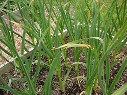 Луковая муха