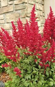 Tips Information About Astilbe Gardening Know How