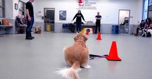 Paradise 4 paws, the premier resort for cats and dogs in chicago, offers expert puppy and dog training services. Intermediate Obedience Dog Training Classes In Chicago