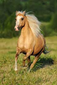Pin De Santiago Penaloza Em Horses Cavalo Palomino Cavalos Bonitos Cavalo Haflinger
