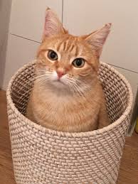 Cat In The Box Kedi Cats