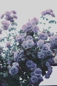 Bedroom #get a room #bed #bedroom aesthetic #bedroom lights decor #memories #moments #wallpictures #pictures #photo. 42 Beauty Aesthetic Flowers Ideas Home Decor And Garden Ideas Flower Aesthetic Blue Aesthetic Pastel Tumblr Wallpaper