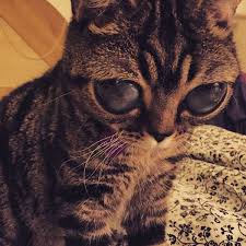 Matilda Le Chat Aux Yeux D Alien 2tout2rien Cats Pets Cats Kittens Cutest