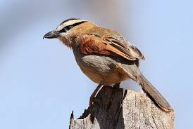 Black Crowned Tchagra Tchagra Senegala At Rietvlei Nature Reserve Gauteng South Africa Nature Reserve Backyard Birds Africa