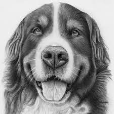 Tweet today's article is all about incredibly realistic pencil drawings of cute and adorable animals. 1001 Ideas And Inspiration On How To Draw Animals