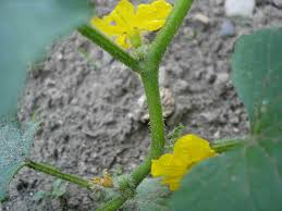 Image result for Cucurbita