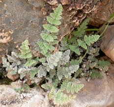Image result for Cheilanthes inaequalis
