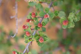 Image result for Myrothamnaceae