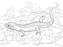 Also you can search for other artwork with our tools. Parentune Free Printable Bearded Dragon Coloring Picture Assignment Sheets Pictures For Child