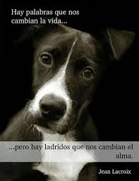 Imagen De Perro Y Amor Hacia Ellos Cute Dog Pictures Baby Dogs Cute Dogs