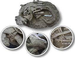 恐竜VSほ乳類」の瞬間を記録した化石が見つかる、意外にもほ乳類が優勢だった可能性 - GIGAZINE