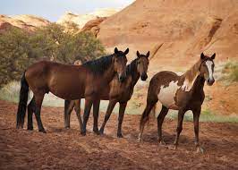 America's disappearing wild horses by laura moretti. Wild Feral Horses Are Bad For The Environment In The West