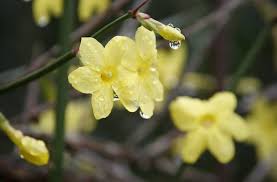 Image result for Jasminum nudiflorum