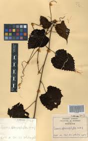 Image result for Cissus glaucophylla