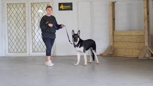 European german shepherds for your family. Ivan Male East European Shepherd 12 Months Old Ddr Guard Dogs