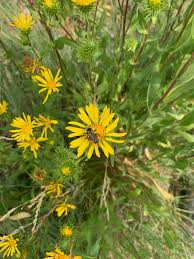 Image result for Gunillaea