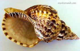 A little goes a long way… you want to cover the shell just enough to make it shine… while also lightly spreading the oil inside the conch opening. How Sunshine Makes A Living From Conch