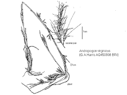 Image result for Andropogon eucomus