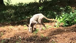 Chupacabra In The Carolinas Or A Coyote With Mange We Asked An Expert Wciv