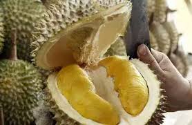 Kami menyediakan bibit pohon durian musang king unggul, murah, berkualitas dan. Harga Durian Musang King Home Facebook