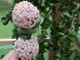 Hoya Compacta Hindu Rope Plant World Of Succulents Hindu Rope Plant Plants Colorful Succulents