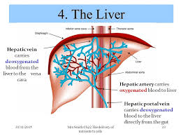 Then cholesterol carries it from the liver to the rest of the body. Unit 2 The Continuation Of Life Chapter 22 Delivery Of Materials To Cells Nutrients 30 11 2015mrs Smith Ch22 The Delivery Of Nutrients To Cells 1 Higher Ppt Download