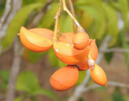 Image result for Tabernaemontana penduliflora