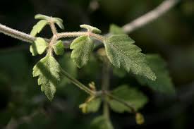 Image result for Cardiospermum corindum