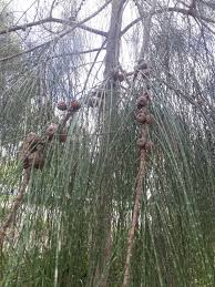 Image result for Casuarina glauca
