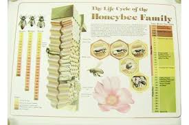 life cycle of the honey bee poster