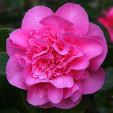 Http Www Letry Be Photos Camellia 20debbie Jpg In 2020 Flower Seeds Bonsai Flower Camellia Flower
