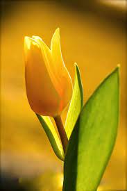 Pin On My Ancestor S Garden