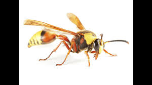 Wasp Identification 3 Simple Ways To Identify Wasps Pest Wiki