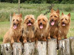 Check spelling or type a new query. Pin By Creme Glace On Animaux Australian Terrier Puppies Australian Terrier Terrier Puppies