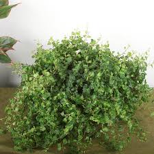 Image result for Ficus persicifolia