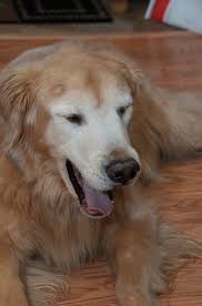 Is your dog moaning due to arthritis pain? Glucosamine For Dogs Is A Bad Idea Except When It Isn T Rheumatoidarthritis Org