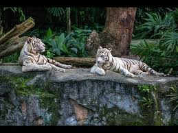 Today, nearly 20 years after it has opened its doors to the public, no other zoo in the world has been able to replicate the fabulous experience that is the. Singapore Wildlife Parks Night Safari Singapore Zoo Jurong Bird Park River Safari Youtube