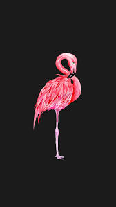 Wallpaper Flamingo In 2020 Flamingo Wallpaper Animal Wallpaper Pink Wallpaper Iphone